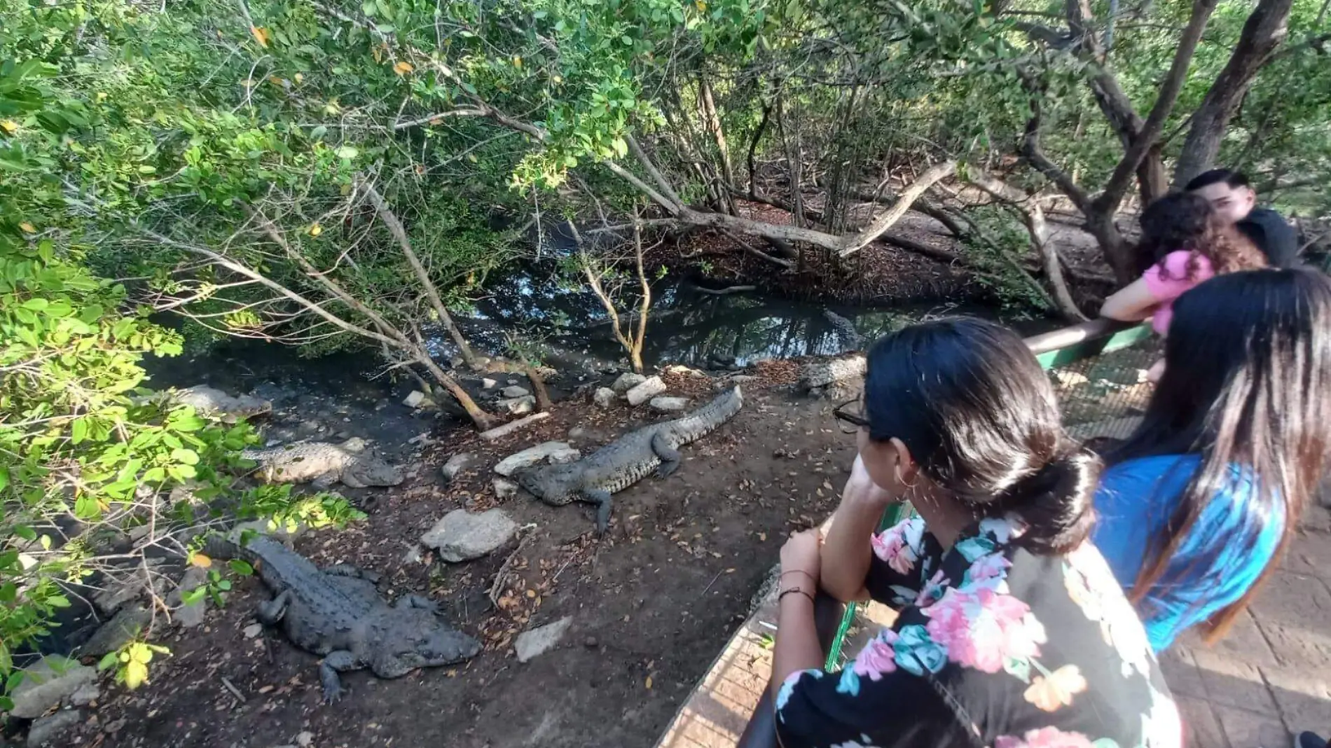 Mirador de Cocodrilos de la laguna del Carpintero